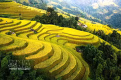 Tuyen Quang : les rizières en terrasses se parent d’or à l’heure des moissons