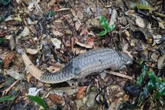 Le pangolin de Java a été relâché dans son habitat naturel. Photo: Centre de sauvetage, de conservation et de développement des créatures