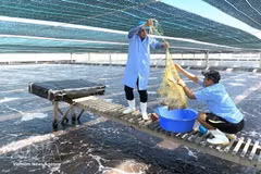 La société Viet Uc - Phu My lance un élevage de crevettes blanches de haute qualité sur 7,5 hectares à Gia Lai, grâce à une nouvelle technologie. Photo : VNA