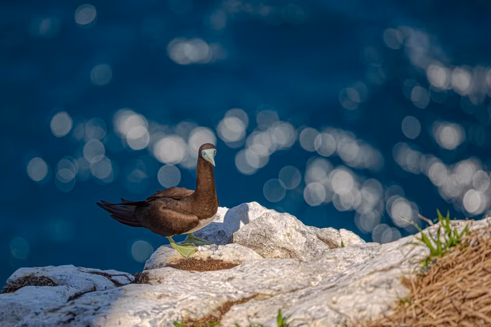 Parmi les espèces d'oiseaux qui nichent sur l'île, on retrouve une grande variété, allant de la délicate salangane à croupion blanc au puissant aigle de mer à ventre blanc, en passant par les élégantes sternes à dos noir, huppées et à tête grise. Photo: VNA