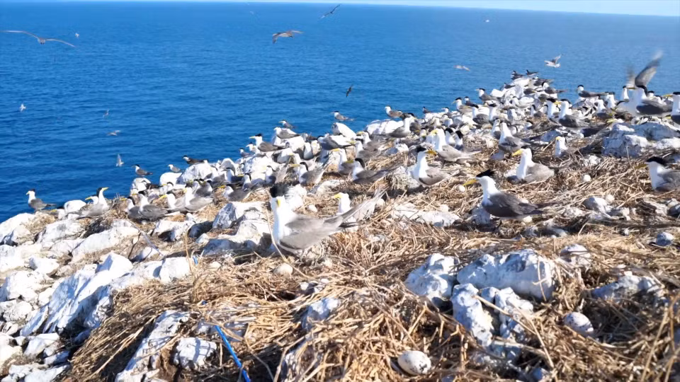 D'une superficie de près de deux hectares, cet îlot est devenu un refuge vital pour la reproduction de nombreuses espèces d'oiseaux marins rares. Photo: VNA