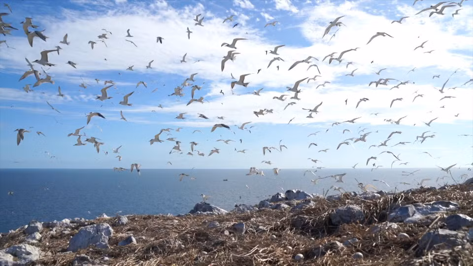 Les oiseaux se nourrissent dans les eaux environnantes, faisant de l'île et de ses alentours leur territoire de chasse. Photo: VNA