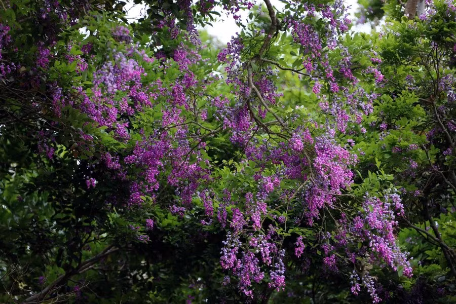 Les fleurs s'ouvrent en grappes et sont rassemblées parmi les vastes feuilles vertes. Photo: Vietnamplus