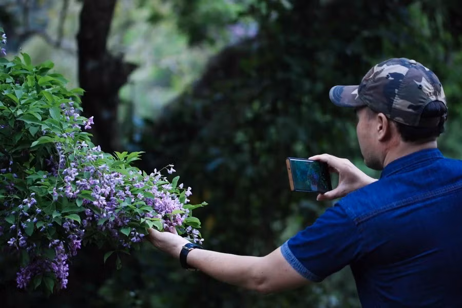 Cette fleur violette d'une grande beauté inspire les photographes et attire les amateurs de paysages naturels, les touristes, les habitants locaux. Photo: Vietnamplus