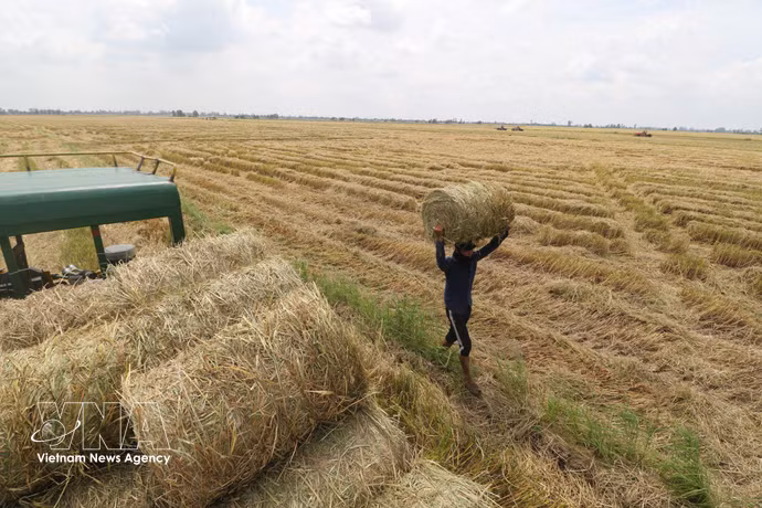 Dong Thap : le pressage de la paille, une source de revenus après la moisson