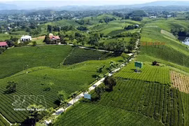 Colline de thé de Cau Da, dans la commune de La Bang, province de Thai Nguyen. Photo : VNA
