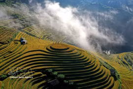 Chaque année, en septembre et octobre, les rizières en terrasses de Mu Cang Chai et Pung Luong, dans la province de Lao Cai, se parent de teintes dorées, offrant un paysage spectaculaire au cœur des montagnes du Nord-Ouest. Photo : VNA
