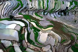 Lors de la période du repiquage, le paysage se pare du vert tendre des jeunes plants de riz alternant avec les reflets de l'eau, créant un tableau poétique et paisible au cœur des montagnes du Nord-Ouest. Photo : VNA