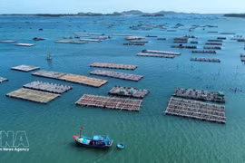 La mariculture, nouveau moteur de l'économie maritime du Vietnam