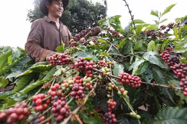 Récolte du café dans les plantations de la Société de café 706 (Vinacafe), dans le district d'Ia Grai, province de Gia Lai. Photo: VNA