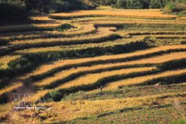 Les rizières en terrasses de Mien Doi s’étendent à flanc de colline, dans la commune de Thuong Coc, offrant un magnifique paysage doré à la saison des récoltes. Photo : VNA.