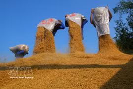 Riz prêt à la vente. Photo : VNA