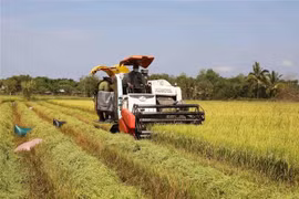 Le Premier ministre fixe des mesures pour équilibrer l'offre et la demande de riz 