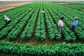 Le développement agricole durable ne peut se passer du rôle des coopératives. Photo : vneconomy.vn