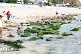 Des touristes viennent admirer et immortaliser la beauté des rochers recouverts d'algues vertes le long du littoral lorsque la marée se retire. Photo: VNA