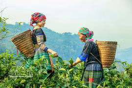 Le thé de Suoi Giang : d’héritage des régions montagneuses à marque vietnamienne reconnue