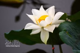 Des lotus anciens de Hué sont sélectionnés pour parfumer le thé. Photo : VNA
