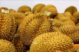 Selon l’Association des fruits et légumes du Vietnam (VinaFruit), avec la production abondante de durians attendue jusqu’en novembre, l’objectif fixé par le ministère de l’Agriculture et de l’Environnement – soit 7,6 milliards de dollars d’exportations cette année – est jugé réalisable. Photo : VNA