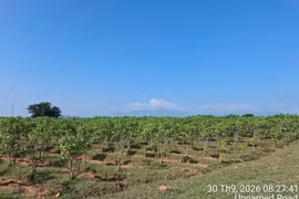 Selon les recherches japonaises sur les huiles non alimentaires, le Jatropha résiste bien à la sécheresse et peut pousser sur des terres en friche, sablonneuses et érodées ou peu fertiles. Photo : fournie par Star Japan