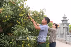 Dans une semaine, le district de Phu Cu, connu comme la capitale du litchi à maturation précoce de la province de Hung Yên (Nord), entamera sa récolte. Photo : https://baohungyen.vn/