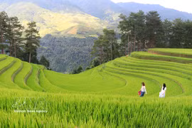 Le « vallon de riz » de Sang Nhu à Mu Cang Chai est devenu un point de rassemblement incontournable pour les jeunes. Photo : VNA