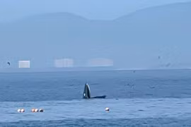 Une grande baleine a été observée le 7 août près de l'île de Hon Mun, dans la baie de Nha Trang, province de Khanh Hoa. Photo : VNA