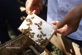 Le miel en rayon, produit selon la technique apicole de M. Le Loc Quan, est un miel de haute qualité très apprécié sur le marché sud-coréen. Photo : VNA 