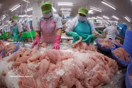 Tri et congélation de filets de pangasius destinés à l'exportation. Photo : VNA