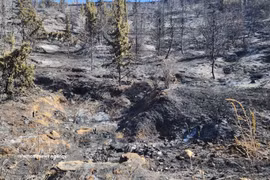 Incendie de forêt dans la province de Médéa, en Algérie. Photo: VNA