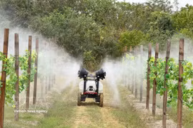 Modèle d’agriculture de haute technologie dans la province du Guangdong (Chine). Photo: VNA