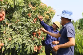 Bac Ninh sélectionne 36 vergers de litchis pour développer le tourisme expérientiel. Photo : VNA