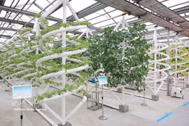 Un modèle de sélection végétale intelligente au Parc national des sciences et technologies agricoles de Jiantamjiang, province du Heilongjiang. Photo : VNA.