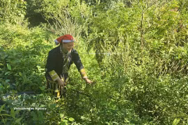 Mme Tan May Liu, membre de la coopérative communautaire Dao rouge, est allée en forêt pour cueillir des feuilles médicinales. Photo: VNA