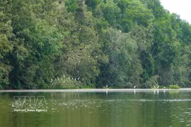 La réserve écologique de Đồng Tháp Mười (Plaine des joncs) couvre plus de 106 hectares et sera prochainement étendue de 60 hectares supplémentaires. Photo : VNA.