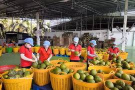 Pamplemousses destinés à l'exportation à l'usine de conditionnement Kim Thanh, commune de Giao Long, province de Vinh Long. (Photo : VNA)
