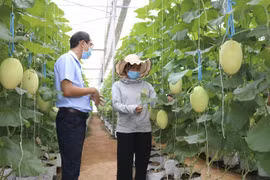 La promotion d'une agriculture intelligente et durable est une priorité absolue de la stratégie du Vietnam pour un développement agricole et rural durable pour la période 2021-2030, avec une vision à l'horizon 2050. (Photo : VNA)