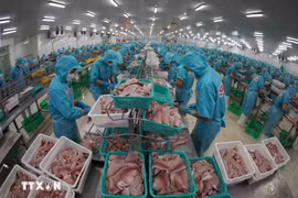 Trasformation des poissons Tra pour les exportations. Photo : VNA