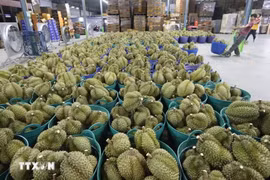 Les exportations vietnamiennes de durian devraient dépasser les 2 milliards de dollars d'ici fin juillet. Photo : VNA