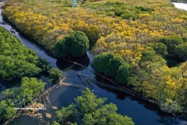 La mangrove de Ru Cha, dans la ville de Hue, est appelée à voir sa superficie portée à 20 hectares dans le cadre de l’aménagement prévu par les autorités locales, contribuant à atténuer les effets du changement climatique et à développer l’écotourisme dans la lagune de Tam Giang. Photo : VNA