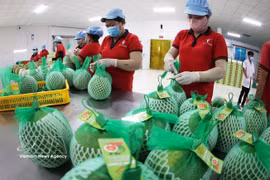 Des pomelos à chair rose vietnamiens sont exportés officiellement vers le marché australien. (Photo : VNA)