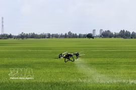 Des agriculteurs d’An Giang utilisent des drones pour les travaux agricoles. Photo : VNA