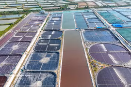 Zone d’élevage de crevettes en mode hyperintensif de la Compagnie par actions des produits aquatiques propres du Vietnam. Photo : VNA