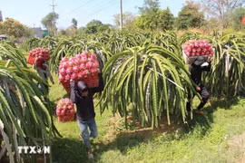 Le Royaume-Uni dispose d'atouts en matière de science et de technologie, de gouvernance et de normes écologiques, tandis que le Vietnam est un producteur majeur de produits agricoles tropicaux et une porte d'entrée importante vers la région de l'ASEAN. Photo d'illustration : VNA