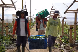 Des agriculteurs de Cipanas, dans la province de Java occidental en Indonésie, récoltent des légumes (Photo : VNA)