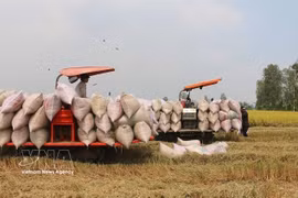 Des agriculteurs récoltent du riz dans la province d'An Giang (Photo : VNA)