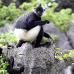 Des recensements récents indiquent que le pays abrite entre 562 et 570 langurs de Delacour répartis en 81 à 82 groupes, dont environ 95% sont concentrés dans la province de Ninh Binh.
