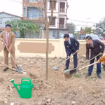 Plantation d'arbres au début du printemps dans la commune de Soc Son, à Hanoi. Photo : hanoimoi.vn