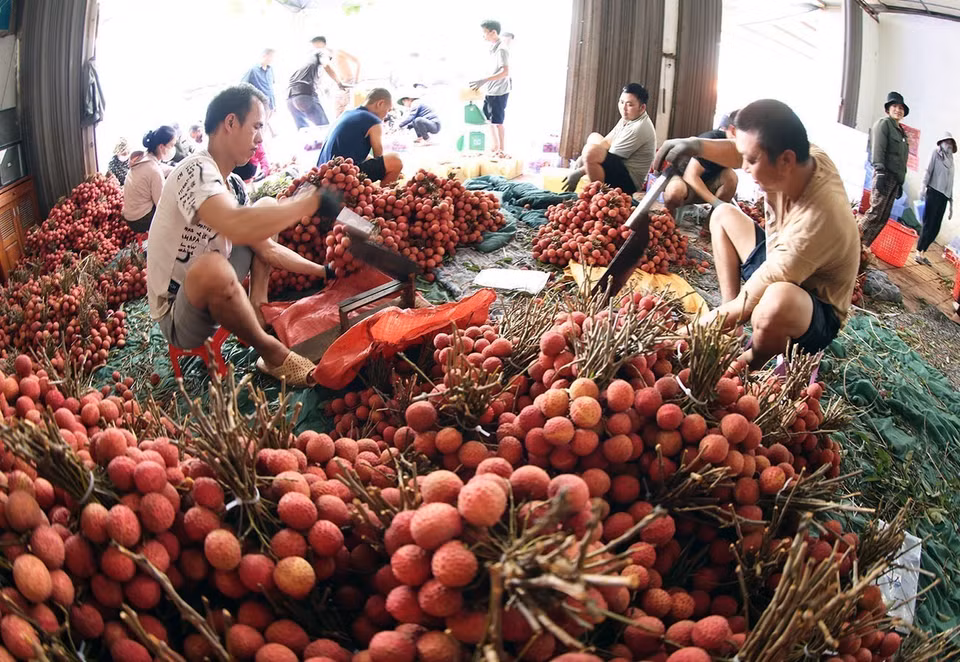 Dès le début de la saison, la province de Bac Giang a activement préparé toutes les conditions nécessaires à une consommation optimale des litchis, couvrant la récolte, le prétraitement et le transport. Photo : Vu Sinh - VNA