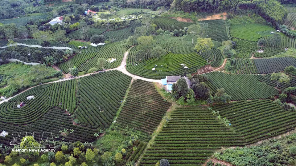 Une colline de thé dans le hameau de Goc Gao, commune de Vo Tranh, province de Thai Nguyen. Photo : VNA