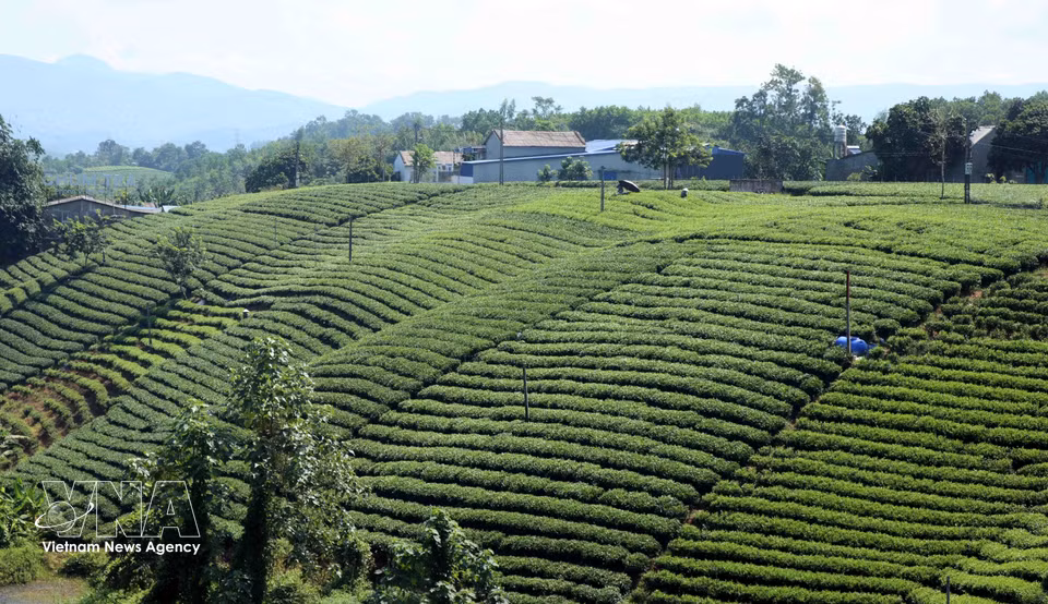 LLa plupart des plantations de thé de Thai Nguyen répondent aux normes VietGAP ou aux standards de l’agriculture biologique. Photo : VNA